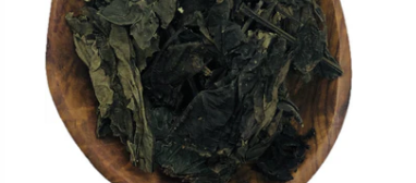 Isatis Leaves Cut