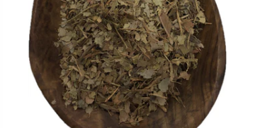 Wintergreen Leaves Cut