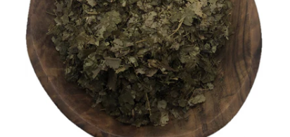 Witch Hazel Leaves Cut